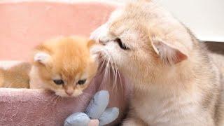 Mom cat is the most gentle and loving cat to her kittens.