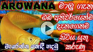 අරැවානා fish sinhala | How to make arowana fish properly | fish sinhala | arowana fish