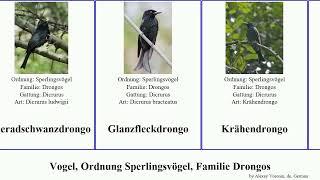 Vogel, Ordnung Sperlingsvögel, Familie Drongos bird pan josh Passeriformes Bandschwanzdrongo House