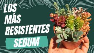 Sedum: Las suculentas más resistentes - Algunas variedades y cuidados