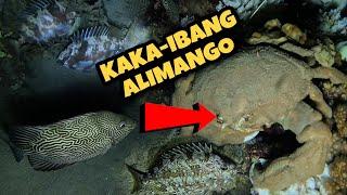 NIGHT SPEARFISHING HUNTING FRESH SEAFOODS PALAWAN PHILIPPINES