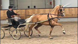 KWPN Gelders stallion Odin (Edmundo x Vitens)- in harness on the 19th of November 2022