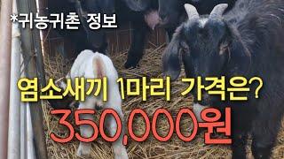 염소새끼 1마리 가격은? 350,000원 #귀농귀촌정보 #염소가격 #염소농장 #염소수익