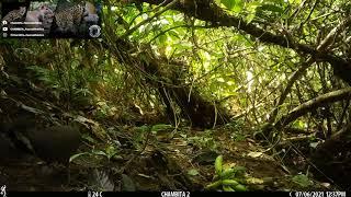 Fauna silvestre de Santo Domingo de los Tsáchilas  "Perdiz de Monte"