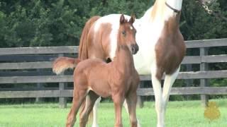 2017 Foals of the Elisabeth Goth, LLC - Breeding Division