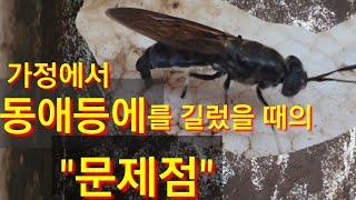 가정에서 동애 등에를 길렀을 때의 문제점 / 동애등에 성장 과정