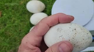 Alligator Eggs in Hurricane Francine Marsh Debris of Needle Rush