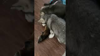 Wolfdog Puppies Enjoying Elk Leg Christmas Gift -Talk About Natural Puppy Toys #shorts