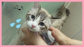 Ragdoll Cat bath so easy?  How to Give a Kitty a Bath