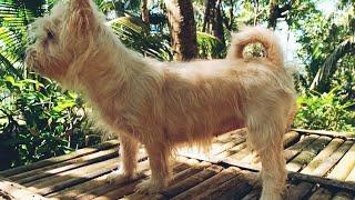 CATRIONA GALLARDO - MY QMOUNTAINSPUPPIES CATARMAN CAMIGUIN #mountains #pets #dogs #bestfriend