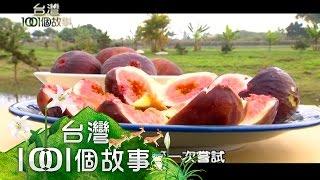 甜美無花果園 濃濃異國風情  第170集 part5【台灣1001個故事】2013年