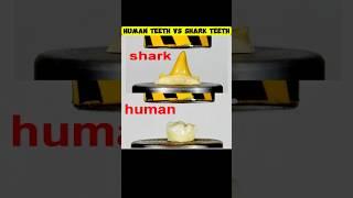 HUMAN TOOTH VS SHARK TOOTH  #hidraulicpress #asmr #teeth