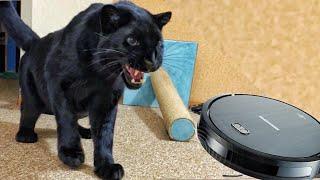 Panther Luna and scary robot vacuum cleaner 