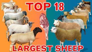 Top 18 Largest Sheep Meat Breeds in the World | Domestic Sheep Breeds | Country by Country | Ramadan