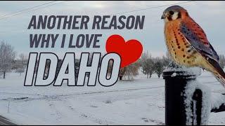 Moving to Idaho? Treasure Valley Area ? THE SEASONS ARE BEAUTIFUL!!! See for yourself!!!