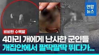 식당 개 4마리에 비비탄 난사한 현역 군인들…1마리 숨져/ 연합뉴스 (Yonhapnews)
