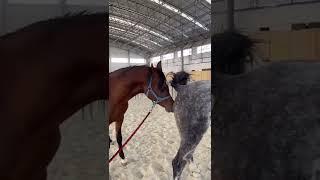 Stallion Horse Breeding season short video