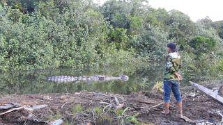 Buaya hampir 5 meter dipanggil keluar agar pemancing selalu hati-hati