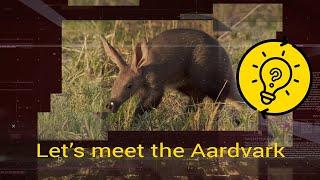 Top facts about the Aardvark ! (Animal edition)