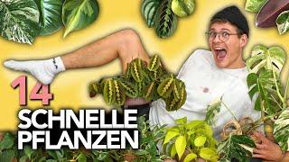 14 ZIMMER-PFLANZEN, DIE SUPER SCHNELL WACHSEN | Joey's Jungle Plants