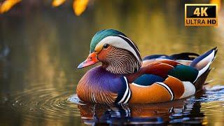 Mandarin Duck: Relaxing Nature Sounds and Beautiful Birds | Sounds of Nature for All 786