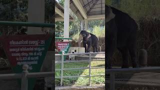 Elephant|Kerala Elephant|Konni Elephant Camp