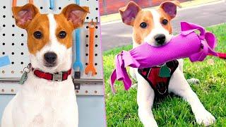 DIY Puppy Life Hacks | Make These Treats For Your Pet Instead of Buying New Ones