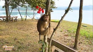 A pitiful fate of Monkey Kaka: Will Monkey Kaka remember his family?