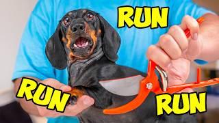 Run, Puppy Jay, Run! [Official Music Video]