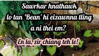 Hlâwk taka thar chhuak tura 'Bean' chin dan leh enkawl dan.