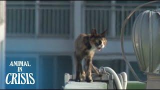 Starving Cat Wanders Around Precariously On Top Of An Apartment Railing | Animal in Crisis EP71