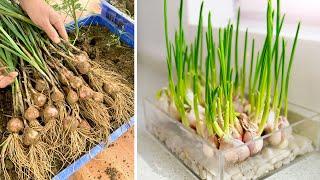 How to Grow Garlic and Harvest Bulbs at Home - Hi yield, easy and high yields