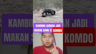 Komodo makan kambing kurban #komodo #wildlife #reptiles