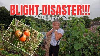 Tomato blight strikes the plot - Allotment UK - Gardening disaster