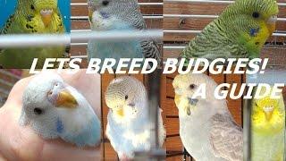 A Guide - How To Breed Budgies in an Aviary!