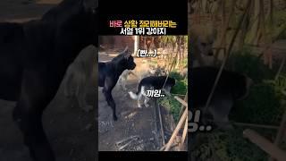 바로 상황 정리해버리는 서열 1위 강아지 #동물 #강아지