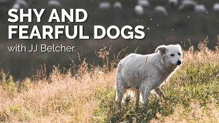 Shy and Fearful Dogs with JJ Belcher