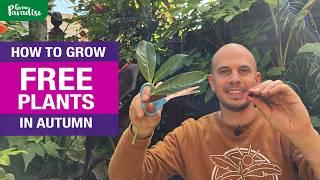 How to grow FREE PLANTS this Autumn