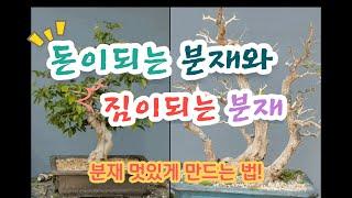 분재소재 고르는법 /돈을 벌수있는 분재와 짐이되는 분재 How to choose bonsai / How to make money and bonsai from bonsai