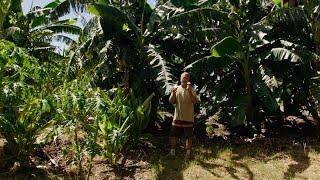 The Soil-Mycelium web on our Regenerative Farm in Hawaii