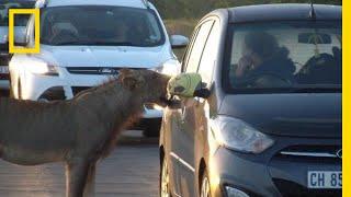 Curious Lion Bites Tourist's Car Door on Safari | National Geographic