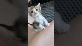 LMAO  #shortvideo #funny #funnypetschannel #catvideos #cat #petschannel #yourcat