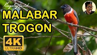 Beautiful Birds in the World | Malabar Trogon | Bird Photography | #bird #video #wildlife