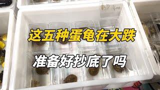 The egg turtle market is in turmoil! The prices of these five varieties are being reduced