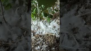  #หงส์ขาว #muteswan #shorts #บ้านสวนฟาร์มbybb #หงส์ #swan #สตูอี๊ #วีน่า #animals #birds