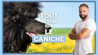 Le chien de race Caniche : caractère, dressage, comportement, santé de cette race de chien