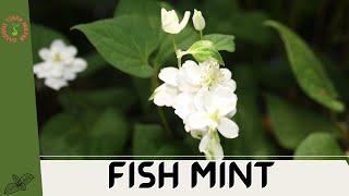 Fish Mint (Houttuynia cordata): A Unique Herb with a Distinct Flavor Profile!