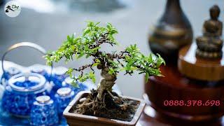 Thọ Bonsai - Cây 41 - Mai Chiếu Thủy Nu Gò Công