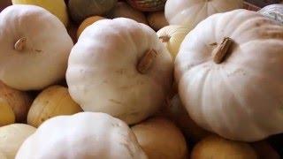 Identifying Edible Pumpkins and Squashes - Green Door Gourmet