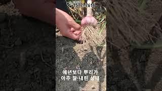 부직포 없이 마늘농사 잘짓기[얼지않는 비료]